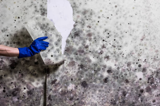 Best Fast Mold Removal  in Sutton Alpine, AK